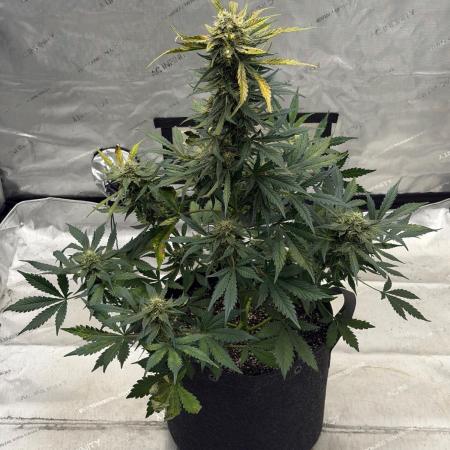 Mephisto Frost Factory