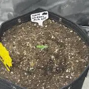 BlackBerry Auto - Fast Buds