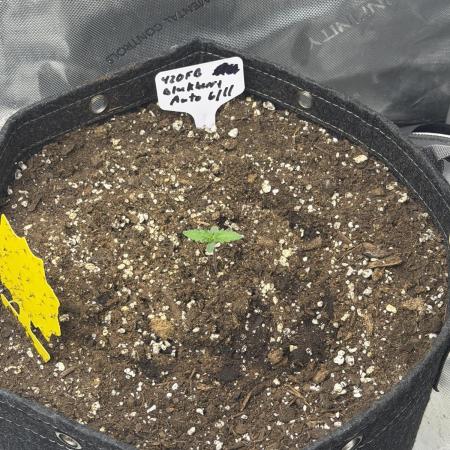 BlackBerry Auto - Fast Buds