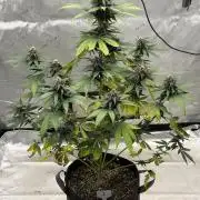 BlackBerry Auto - Fast Buds