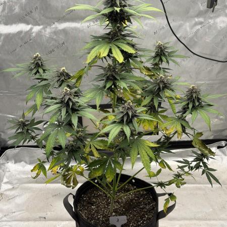 BlackBerry Auto - Fast Buds