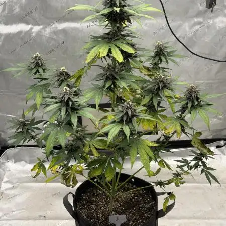BlackBerry Auto - Fast Buds