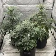 Mephisto Frost Factory