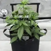 BlackBerry Auto - Fast Buds