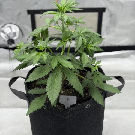 BlackBerry Auto - Fast Buds