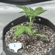BlackBerry Auto - Fast Buds