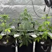 BlackBerry Auto - Fast Buds