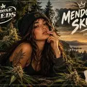 Mendocino Skunk Pheno Hunt