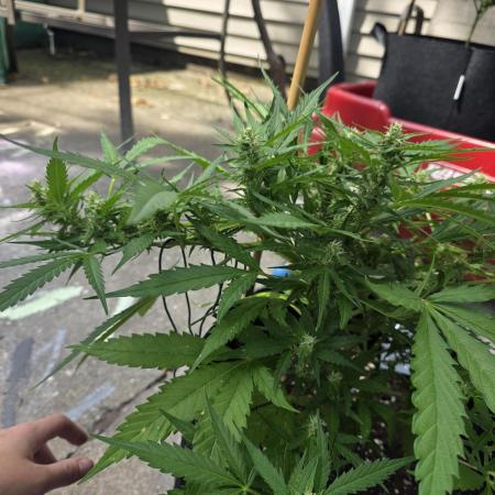 1st ever grow!