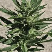 ice cream cake auto