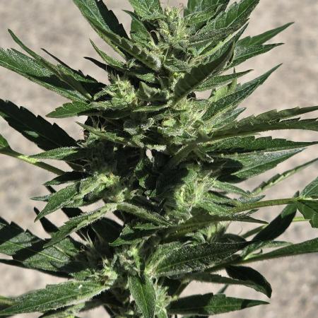 ice cream cake auto