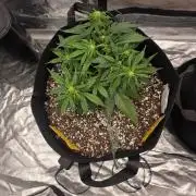 First tent grow ⛺️