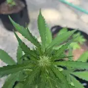 ice cream cake auto