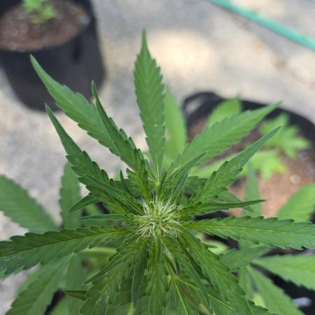 ice cream cake auto