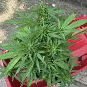 1st ever grow!