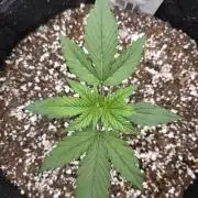 First tent grow ⛺️