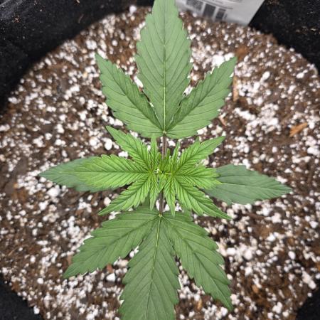 First tent grow ⛺️