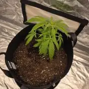 1st ever grow!
