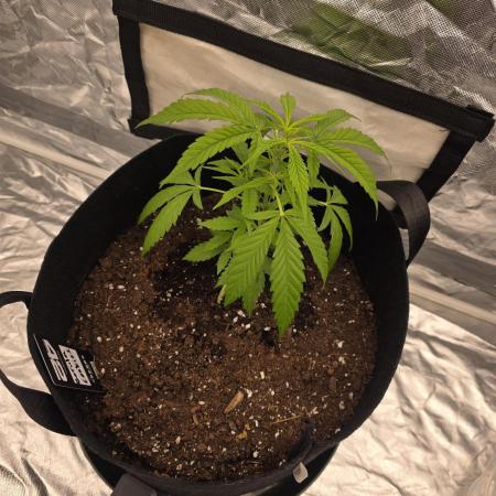 1st ever grow!