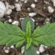 First tent grow ⛺️