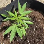 1st ever grow!