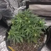 First tent grow ⛺️