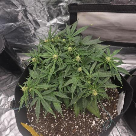 First tent grow ⛺️
