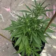 1st ever grow!