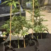 ice cream cake auto