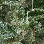 ice cream cake auto