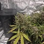 First tent grow ⛺️