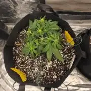 First tent grow ⛺️
