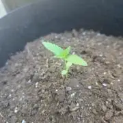 ice cream cake auto