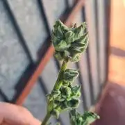 Revegetacion
