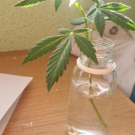 esqueje en agua