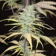 seed found in bud