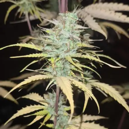 seed found in bud