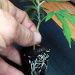 Killing it with the Grow Boss