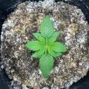 First Grow