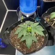 First Grow