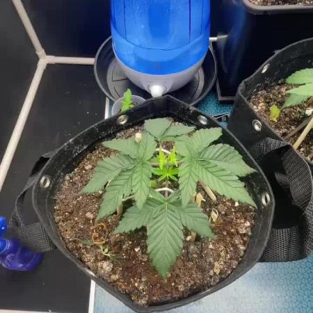 First Grow