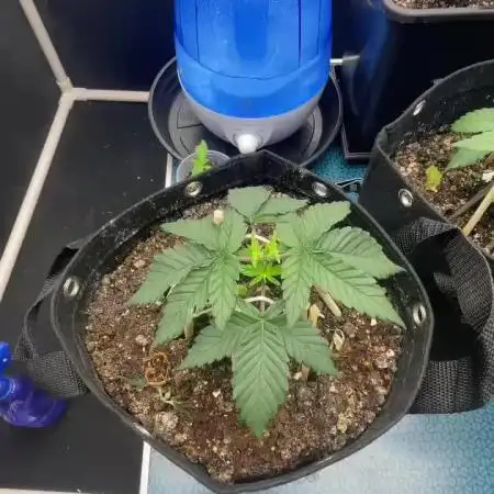 First Grow