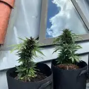First Grow!