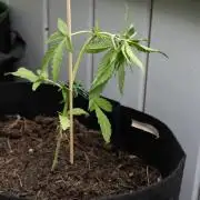 First Grow!