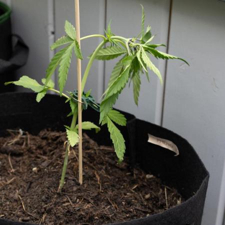 First Grow!