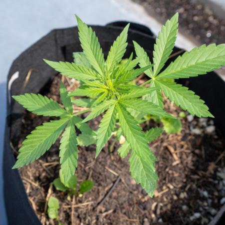 First Grow!