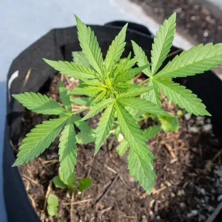 First Grow!