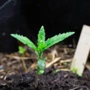 First Grow!