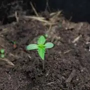 First Grow!