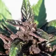 First Grow!